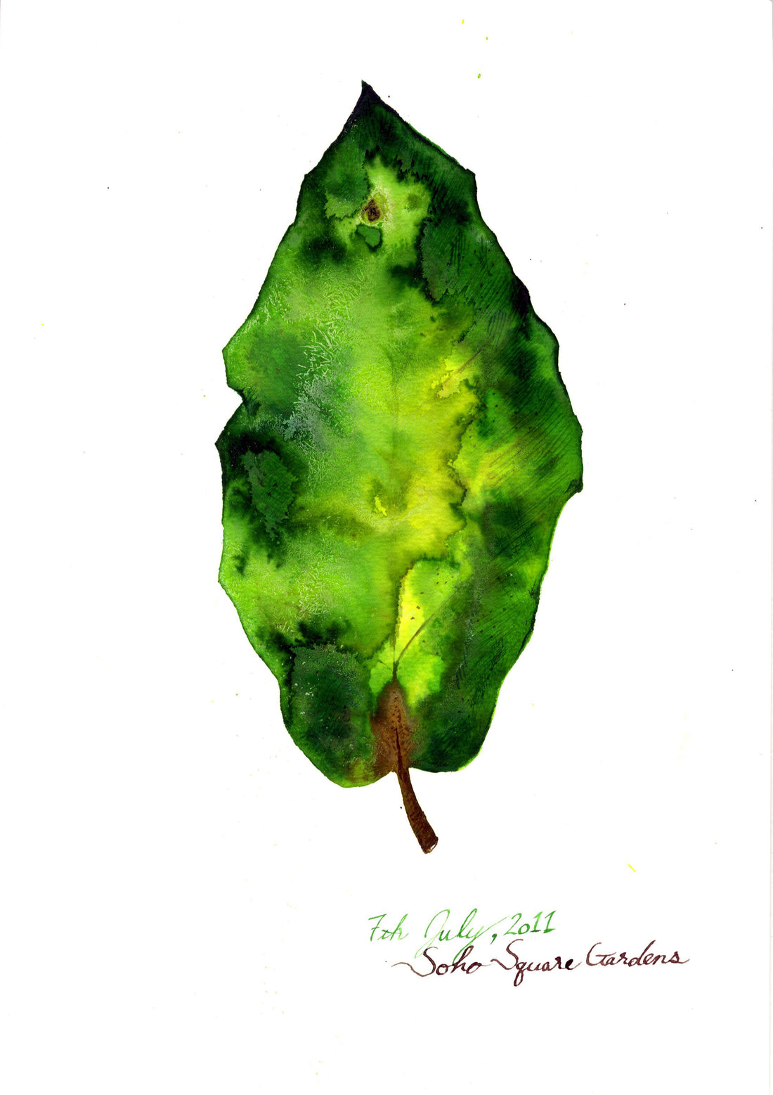 Leaves