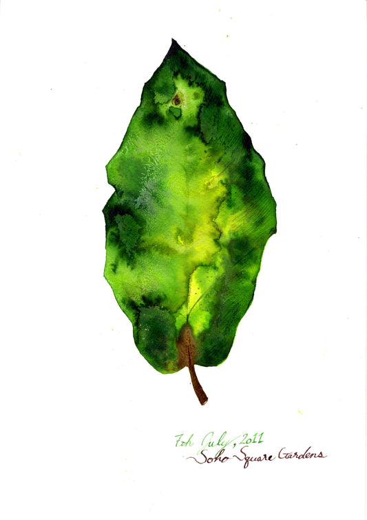 Leaves